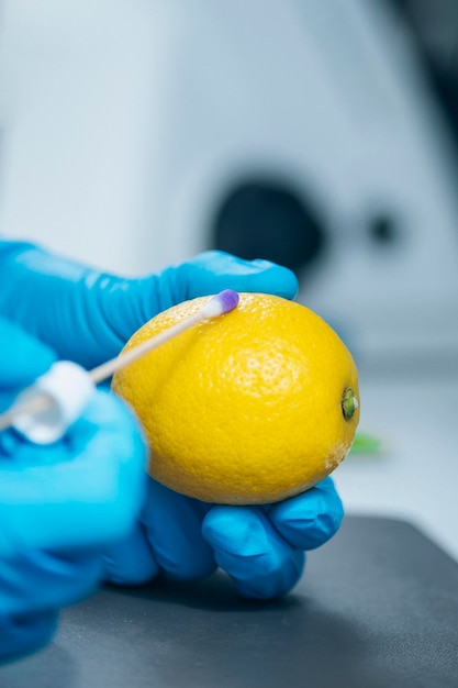Expert en contrôle de la qualité des aliments examinant les fruits de citron en laboratoire