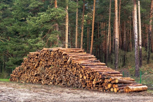 Exploitation forestière, déforestation de la planète. journaux empilés. scène de pièces empilées. Pino de Valsain à Ségovie, Castille et Leon.