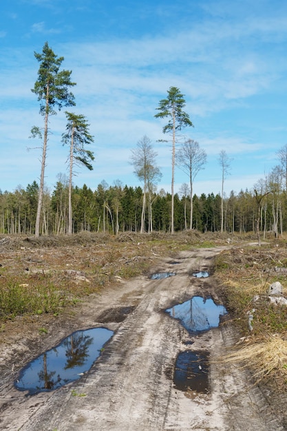 L'exploitation forestière illégale La destruction des forêts et la libération du territoire pour l'agriculture et le pâturage Chemin de terre dans la forêt pour la déforestation des grumiers