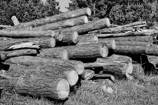 Exploitation des forêts de pins, braconnage, dommages environnementaux à la nature et à l'état. Troncs d'arbres abattus.