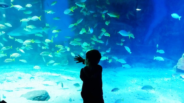 Explorant l'aquarium de Melbourne