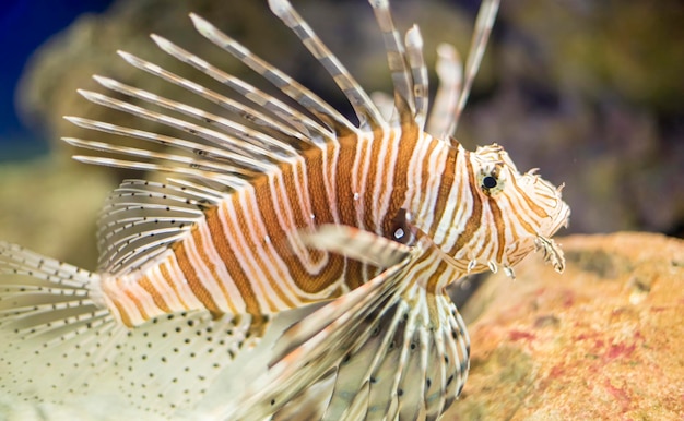 Photo explorant le monde sous-marin le poisson-lion parmi les récifs coralliens une rencontre étonnante mais dangereuse