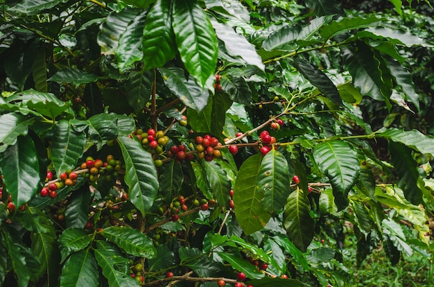 Explorer une ferme de café au Guatemala