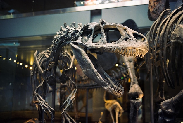 Une exposition de dinosaures