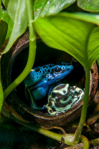 Exposition sur la forêt tropicale. Grenouille bleue de dard de poison Grenouille de dard de poison vert et noir