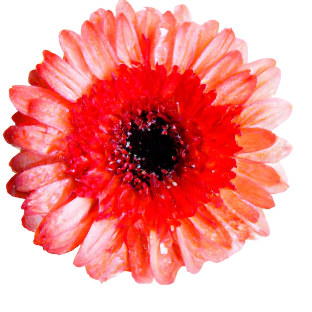 L'exposition majestueuse d'une gerbera isolée
