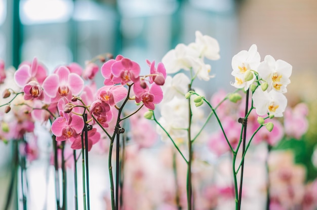 Une exposition d'orchidées dans un magasin.