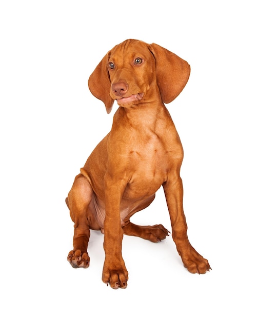 Expression drôle de chiot de Vizsla