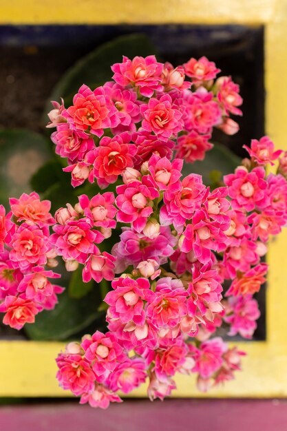 Extérieur de la maison avec des fleurs tout autour du mur