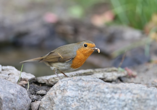 Extra Close Up Portrait D'un Merle D'europe (erithacus Rubecula) Avec Un Petit Ver Dans Un Bec Se Dresse Sur Un Sol