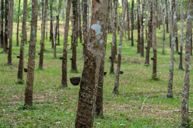 Extraction du latex dans une seringue Collecte du latex dans un gobelet en plastique Matière première du latex Plantation pour l'extraction du latex naturel des hévéas