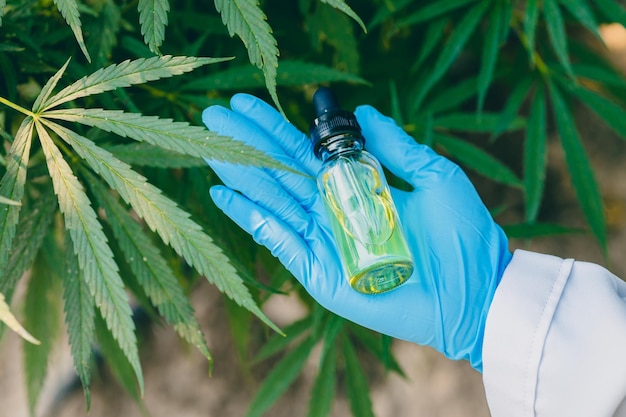 Extrait d'huile de chanvre de bourgeons de cannabis Sativa ou de marijuana pour traitement médical