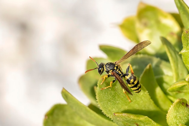 Extreme close up d'une guêpe aux ailes ouvertes perchée sur une plante verte