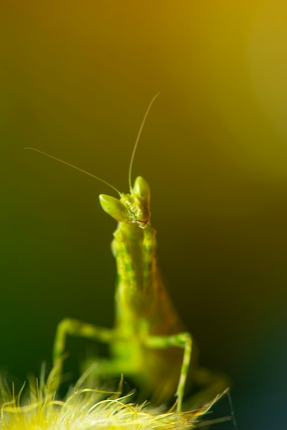 Extreme close up Mante religieuse ou Mantis Religiosa, fond de nature