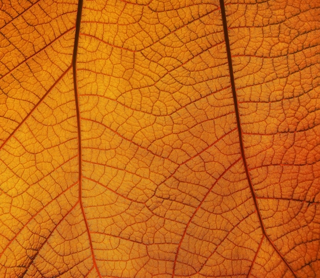 Extreme close up texture de fond de feuille d'automne orange rétroéclairé avec motif de veines