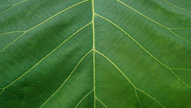 Extreme close up texture de fond des nervures des feuilles vertes rétro-éclairé Texture de feuille en arrière-plan