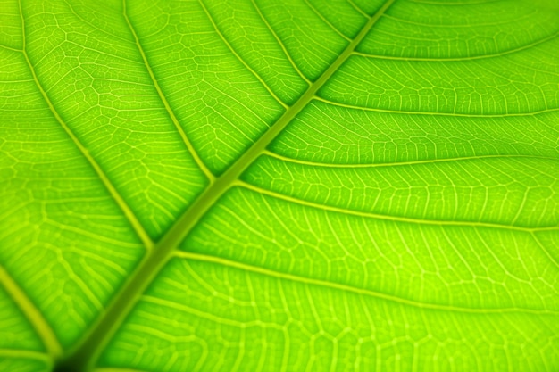 Extreme close up texture de fond des nervures des feuilles vertes rétro-éclairé Texture de feuille en arrière-plan
