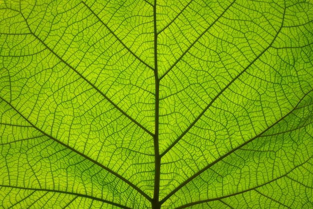 Extreme close up texture de fond des veines des feuilles vertes rétroéclairées