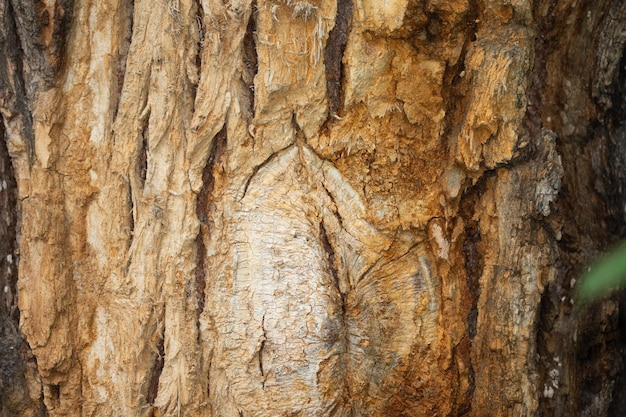 Exture d'écorce de bois de tronc d'arbre