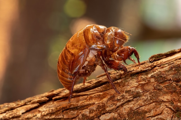 Photo exuvia de cigale typique, un exosquelette abandonné dans le processus de maturation de l'insecte appelé ecdysis