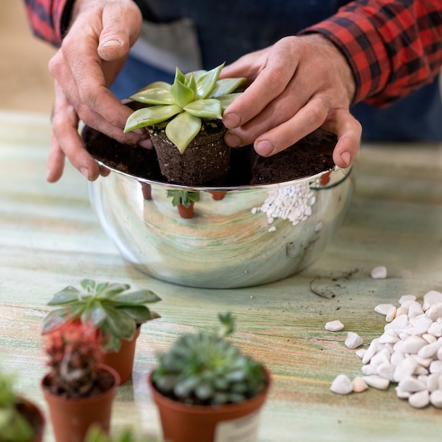 Fabrication de jardinier, plantation de terrariums avec succulentes, cactus