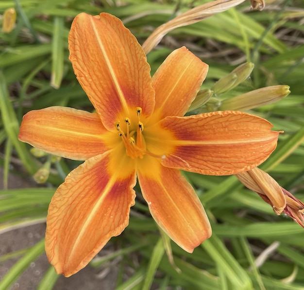 Fabuleuse fleur d'oranger