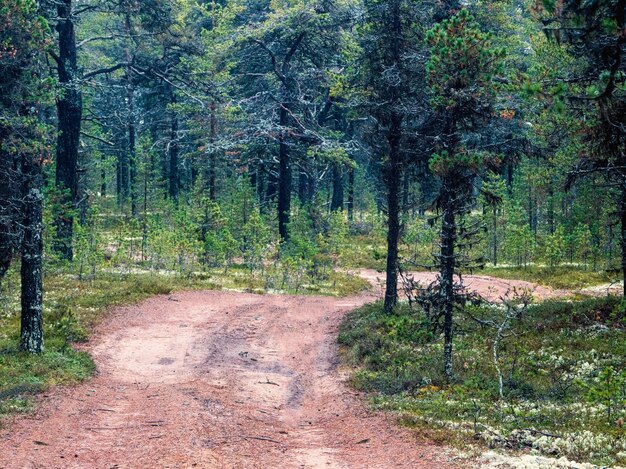 Fabuleuse forêt du Nord avec une route sinueuse