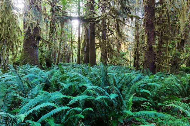Fabuleuse forêt tropicale dans le parc national olympique, Washington, USA.