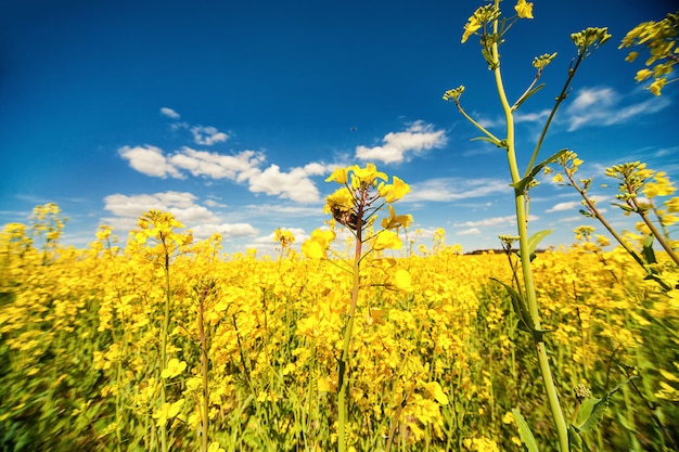 Fabuleuses belles fleurs de colza jaune sur fond de ciel bleu. Râpé. Biocarburants. Biodiesel. Eco. Ð griculture. Usine d'huile. Champ