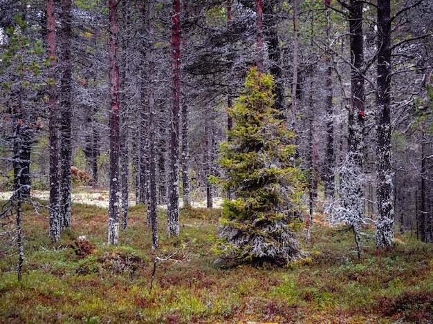 Fabuleux sapin de la forêt du Nord recouvert de mousse