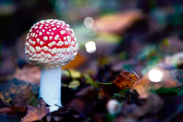 Fabuleux tue-mouche à pois blancs sur fond de forêt.