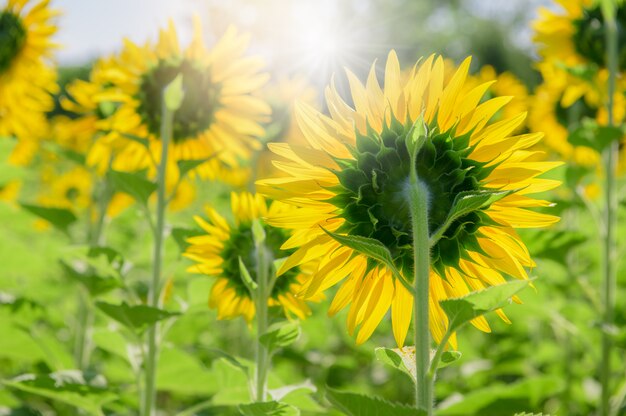 Face arrière du tournesol à la ferme avec la lumière du soleil