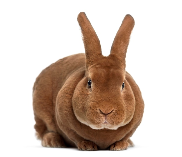 Face de lapin Rex isolé sur blanc