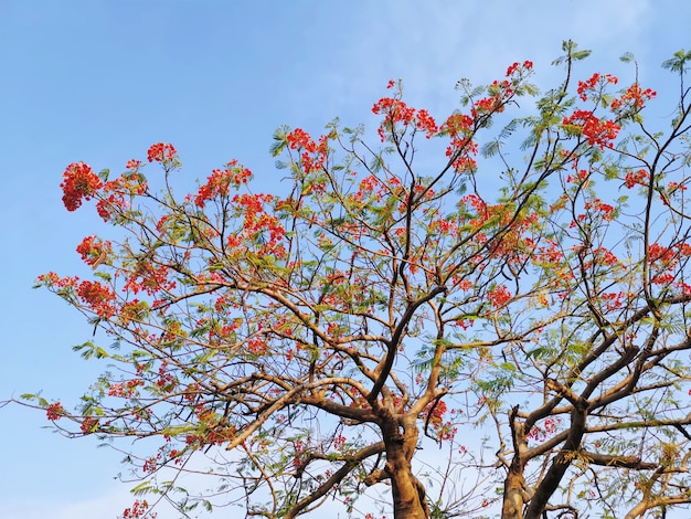 Faible angle de vue de l&#39;arbre en fleurs rouge contre le ciel bleu