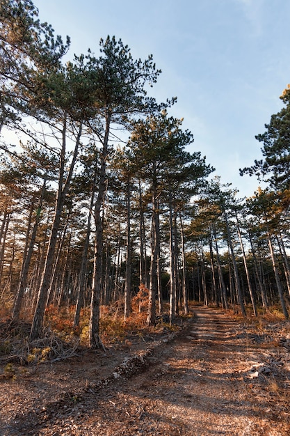 Photo faible angle de vue de beaux arbres