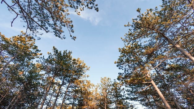 Photo faible angle de vue de beaux arbres