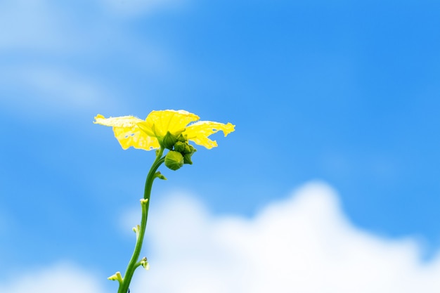 Faible angle de vue de fleurs avec ciel