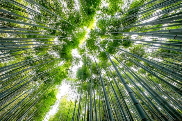 Faible angle de vue magnifique forêt de bambous verts