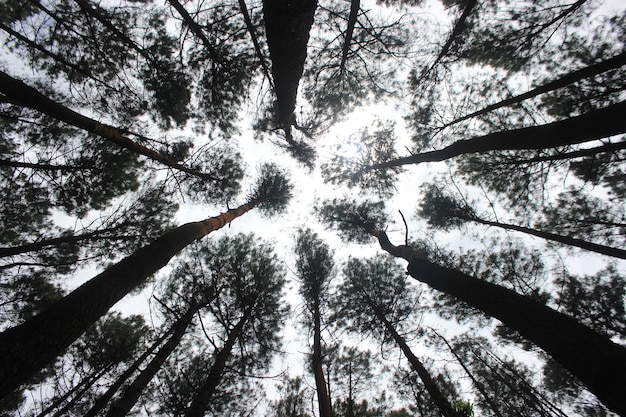 faible vue des arbres de la multitude