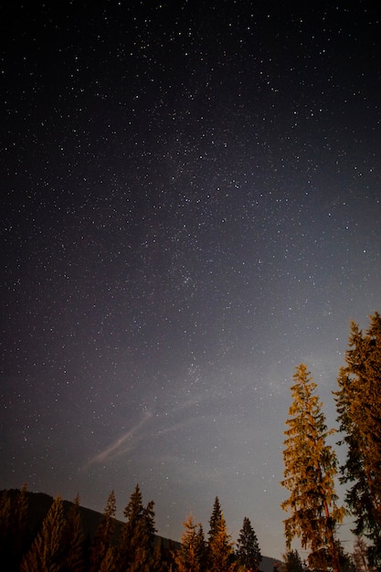 Photo faible vue vue des arbres dans la nuit