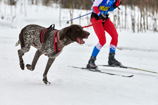 Faire courir des chiens sur des courses de chiens de traîneau sur une route de cross