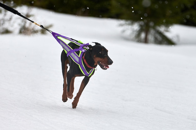 Faire courir des chiens sur des courses de chiens de traîneau sur une route de cross