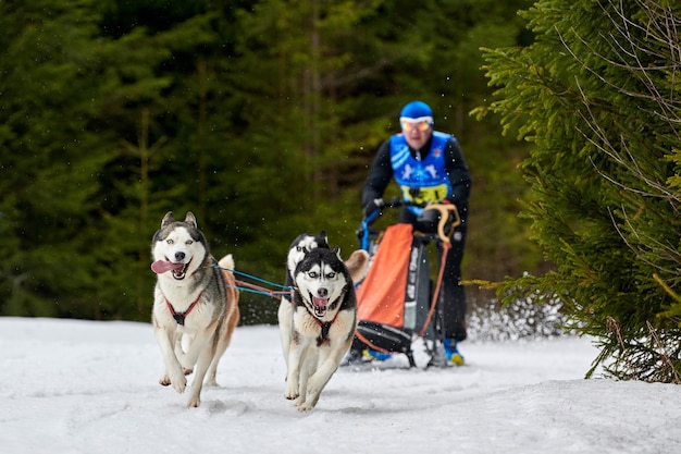 Faire courir des chiens sur des courses de chiens de traîneau sur une route de cross