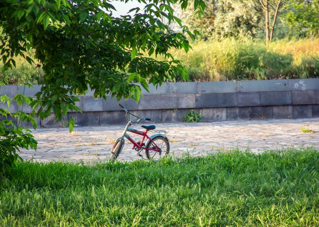 Faire du vélo dans la forêt sous le soleil