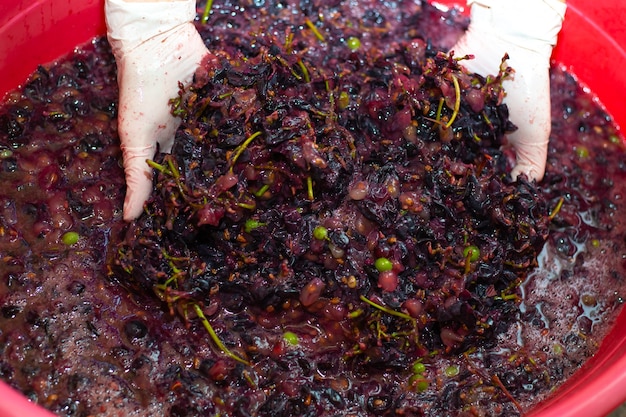 Faire du vin. Les mains d'une femme froissent les grappes de raisin dans un bassin. Pulpe de baies juteuses, mise au point sélective.