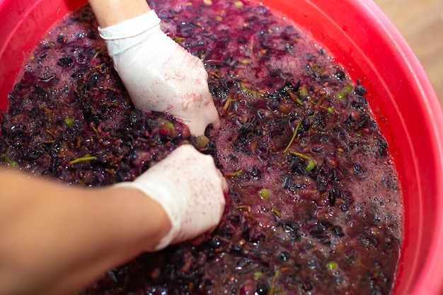 Faire du vin. Les mains d'une femme froissent les grappes de raisin dans un bassin. Pulpe de baies juteuses, mise au point sélective.