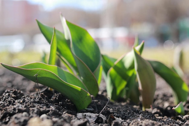 Faire germer des tulipes sur le parterre de fleurs