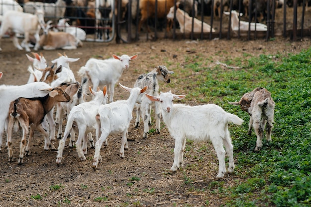 Faire paître un troupeau de chèvres et de moutons en plein air sur le ranch. Pâturage du bétail, élevage. L'élevage du bétail.