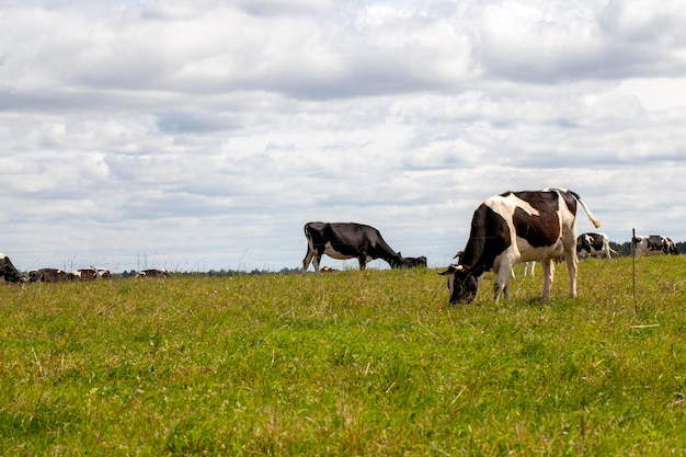 Faire paître un troupeau de vaches dans un champ avec de l'herbe verte en été