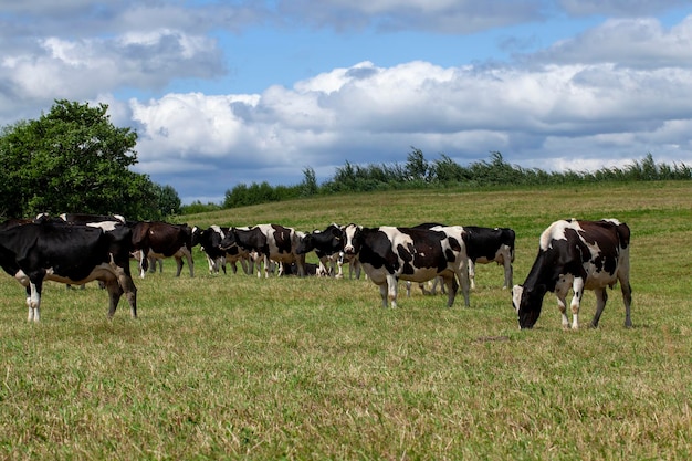 Faire paître un troupeau de vaches dans un champ avec de l'herbe verte en été